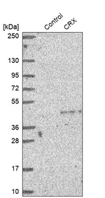 CRX Antibody in Western Blot (WB)