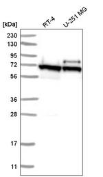 ABCE1 Antibody in Western Blot (WB)