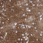 GLAST Antibody in Immunohistochemistry (Paraffin) (IHC (P))