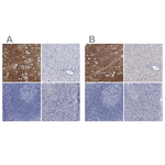 GLAST Antibody in Immunohistochemistry (Paraffin) (IHC (P))