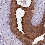 NPFF1 Polyclonal Antibody