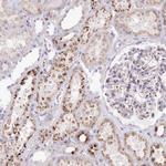 CLN2 Antibody in Immunohistochemistry (Paraffin) (IHC (P))