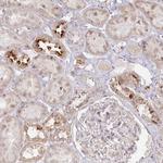 Arylsulfatase B Antibody in Immunohistochemistry (Paraffin) (IHC (P))