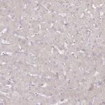 Arylsulfatase B Antibody in Immunohistochemistry (Paraffin) (IHC (P))