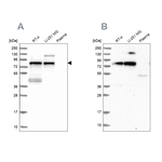 TNIP1 Antibody in Western Blot (WB)