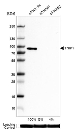 TNIP1 Antibody in Western Blot (WB)