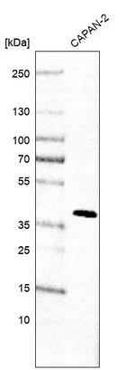 OBFC1 Antibody in Western Blot (WB)