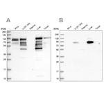 Shootin1 Antibody in Western Blot (WB)