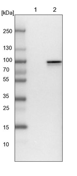 Shootin1 Antibody in Western Blot (WB)