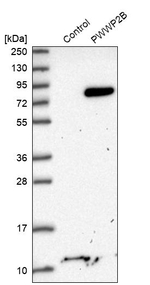 PWWP2B Antibody in Western Blot (WB)