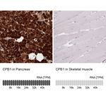 Carboxypeptidase B1 Polyclonal Antibody