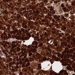 Carboxypeptidase B1 Antibody in Immunohistochemistry (Paraffin) (IHC (P))