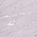 Carboxypeptidase B1 Antibody in Immunohistochemistry (Paraffin) (IHC (P))