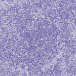 Carboxypeptidase B1 Antibody in Immunohistochemistry (Paraffin) (IHC (P))