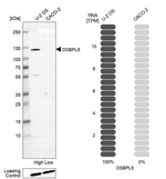 ORP5 Antibody in Western Blot (WB)