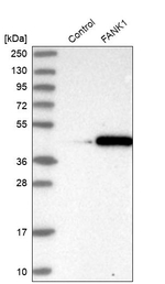 FANK1 Antibody in Western Blot (WB)