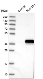 ELMOD1 Antibody in Western Blot (WB)
