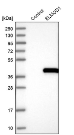 ELMOD1 Antibody in Western Blot (WB)