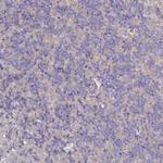 CD3g Antibody in Immunohistochemistry (Paraffin) (IHC (P))
