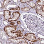 HEF1 Polyclonal Antibody