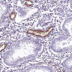 EPCR Antibody in Immunohistochemistry (Paraffin) (IHC (P))
