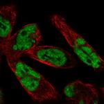 WBP11 Antibody in Immunocytochemistry (ICC/IF)