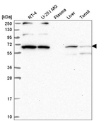WBP11 Antibody in Western Blot (WB)