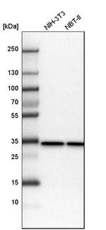 REA Antibody in Western Blot (WB)
