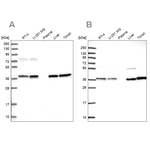 TALDO1 Antibody in Western Blot (WB)