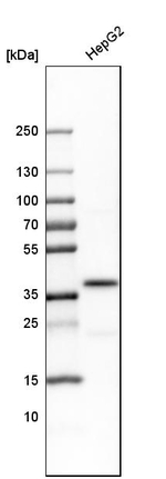 TALDO1 Antibody in Western Blot (WB)