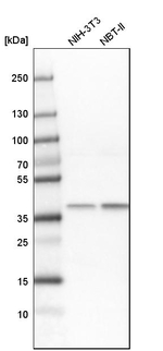 TALDO1 Antibody in Western Blot (WB)