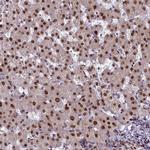 Caspase 5 Polyclonal Antibody