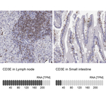 CD3e Antibody in Immunohistochemistry (Paraffin) (IHC (P))
