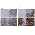 CD3e Antibody in Immunohistochemistry (Paraffin) (IHC (P))