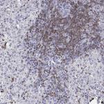 CD3e Antibody in Immunohistochemistry (Paraffin) (IHC (P))