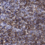 CD3e Antibody in Immunohistochemistry (Paraffin) (IHC (P))