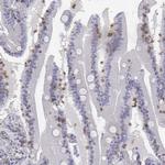 CD3e Antibody in Immunohistochemistry (Paraffin) (IHC (P))