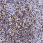 CD3e Antibody in Immunohistochemistry (Paraffin) (IHC (P))