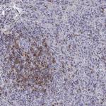CD3e Antibody in Immunohistochemistry (Paraffin) (IHC (P))