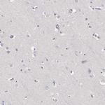 GPR174 Antibody in Immunohistochemistry (Paraffin) (IHC (P))
