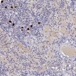 GPR174 Antibody in Immunohistochemistry (Paraffin) (IHC (P))