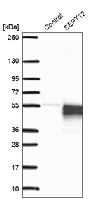 SEPT12 Antibody in Western Blot (WB)