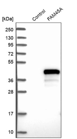 FAM45A Antibody in Western Blot (WB)