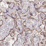 PRDX3 Antibody in Immunohistochemistry (Paraffin) (IHC (P))