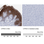 LYPD3 Antibody in Immunohistochemistry (Paraffin) (IHC (P))