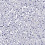 LYPD3 Antibody in Immunohistochemistry (Paraffin) (IHC (P))