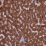 ABAT Antibody in Immunohistochemistry (Paraffin) (IHC (P))