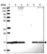 SUMO2 Antibody in Western Blot (WB)