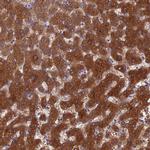 Bcl-B Polyclonal Antibody