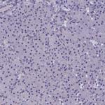AMID Antibody in Immunohistochemistry (Paraffin) (IHC (P))